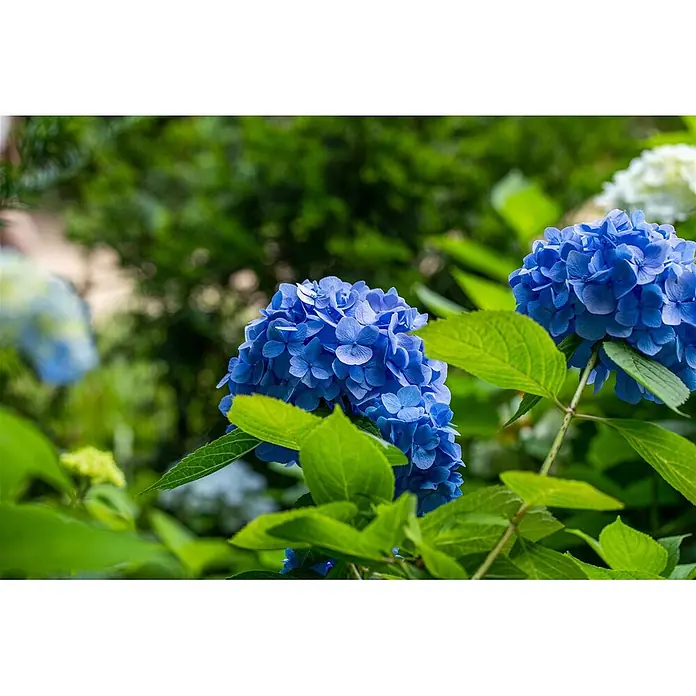 Pflanzen für dich Hortensie 40-60 cm - Hydrangea macrophylla 'Belle Seduction', Mehrfarbig - Leuchtend blaue Hortensienblüten zwischen üppigen grünen Blättern.