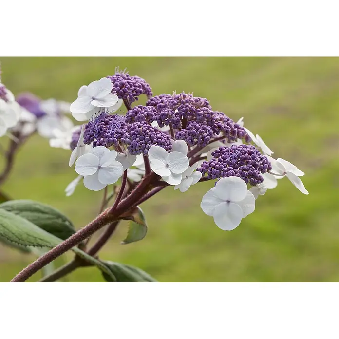 Pflanzen für dich Hortensie 40-60 cm - Hydrangea aspera 'Macrophylla', Weiß - Tellerhortensienblüten mit weißen sterilen Blüten und dichten lila Knospen an einem rötlichen Stiel.