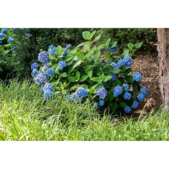 Pflanzen für dich Hortensie 40-60 cm - Hydrangea macrophylla 'Belle Seduction', Mehrfarbig - Ein prächtiger Strauch blauer Hortensien mit grünen Blättern, der in einem Garten neben einem Baum und üppigem Gras blüht.