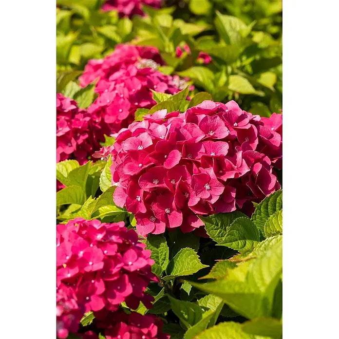 Pflanzen für dich Hortensie 30-40 cm - Hydrangea macrophylla 'Freudenstein', Rosa - Üppige, leuchtend pinkfarbene Hortensienblüten in voller Pracht.