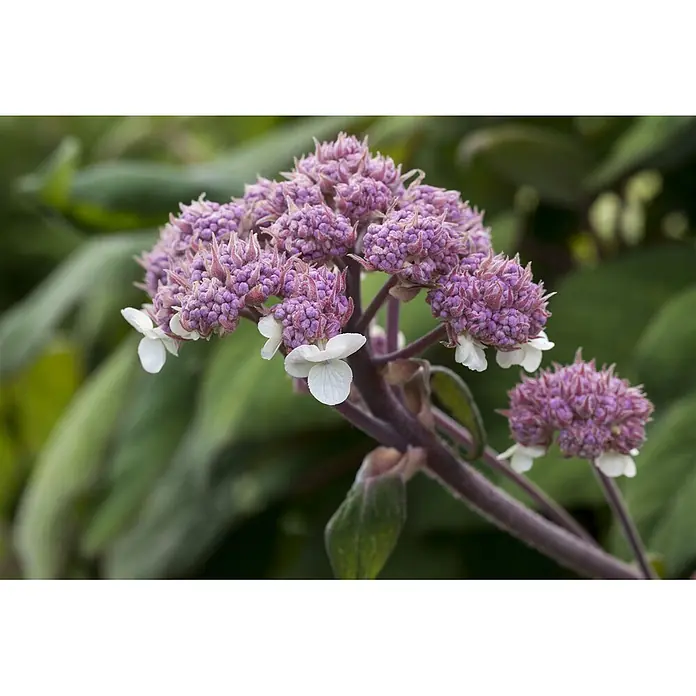 Pflanzen für dich Hortensie 40-60 cm - Hydrangea aspera 'Macrophylla', Weiß - Nahaufnahme eines Pflanzenstiels mit Büscheln aus violetten, stacheligen Blütenknospen und kleinen weißen Blüten.