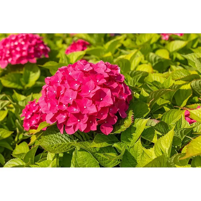 Pflanzen für dich Hortensie 30-40 cm - Hydrangea macrophylla 'Freudenstein', Rosa - Leuchtend pinkfarbene Hortensienblüten in voller Blüte, umgeben von leuchtend grünen Blättern.