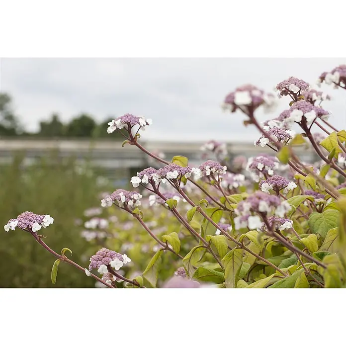 Pflanzen für dich Hortensie 40-60 cm - Hydrangea aspera 'Macrophylla', Weiß - Blütenstände aus kleinen weißen und violetten Blüten an rotbraunen Stielen mit grünen Blättern in einer Gartenumgebung.