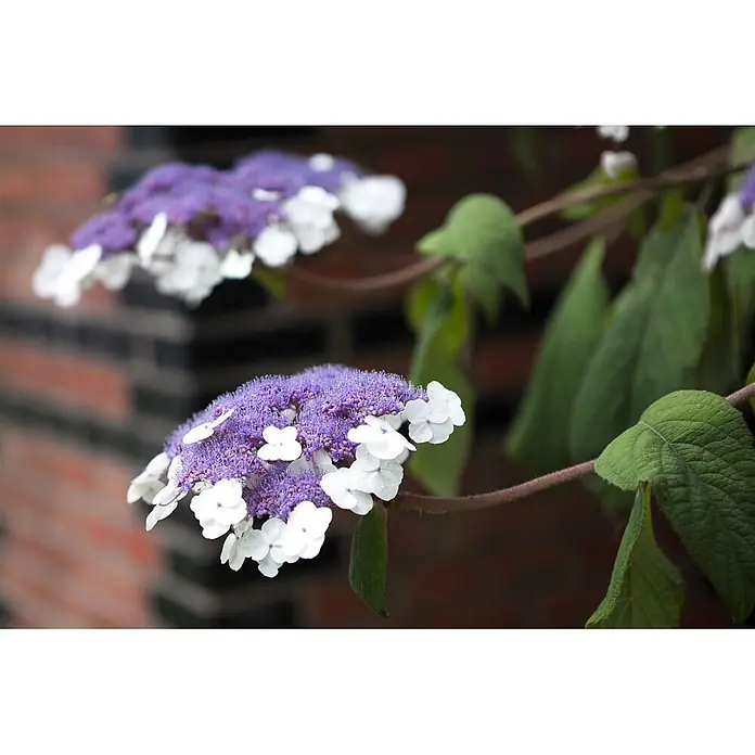 Pflanzen für dich Hortensie 40-60 cm - Hydrangea aspera 'Macrophylla', Weiß - Eine Ansammlung lila-weißer Blüten mit grünen Blättern an einer Pflanze, vor einer Ziegelwand.