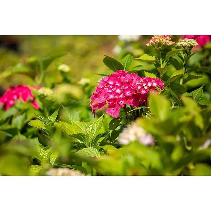 Pflanzen für dich Hortensie 30-40 cm - Hydrangea macrophylla 'Freudenstein', Rosa - Leuchtend pinke Hortensienblüten in einem üppig grünen Garten.