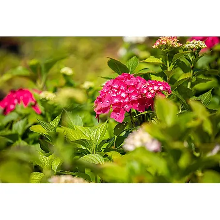 Pflanzen für dich  Hortensie 30-40 cm