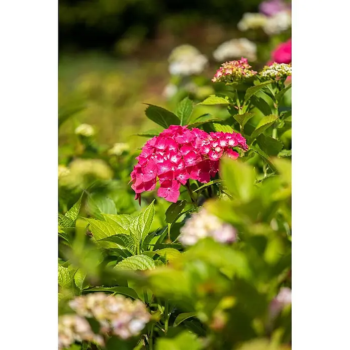 Pflanzen für dich Hortensie 30-40 cm - Hydrangea macrophylla 'Freudenstein', Rosa - Leuchtend pinke Hortensienblüten mit weißen Zentren, umgeben von grünem Laub.