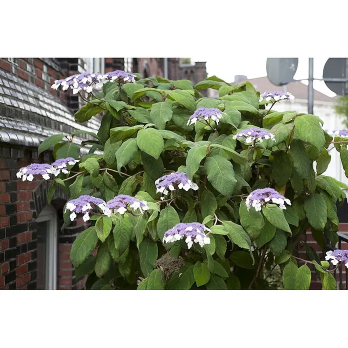 Pflanzen für dich Hortensie 40-60 cm - Hydrangea aspera 'Macrophylla', Weiß - Grüner Hortensienstrauch mit flachen Blütenständen aus violetten Blüten, umgeben von weißen Blütenblättern, neben einem Backsteingebäude.