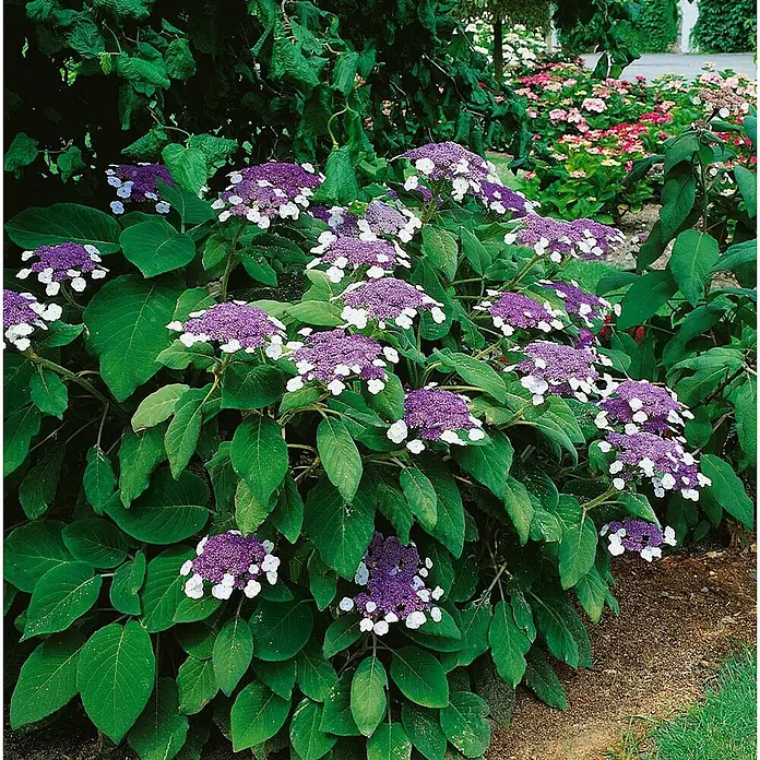 Pflanzen für dich Hortensie 40-60 cm - Hydrangea aspera 'Macrophylla', Weiß - Üppiger lila-weißer Tellerhortensienbusch mit grünen Blättern im Garten.