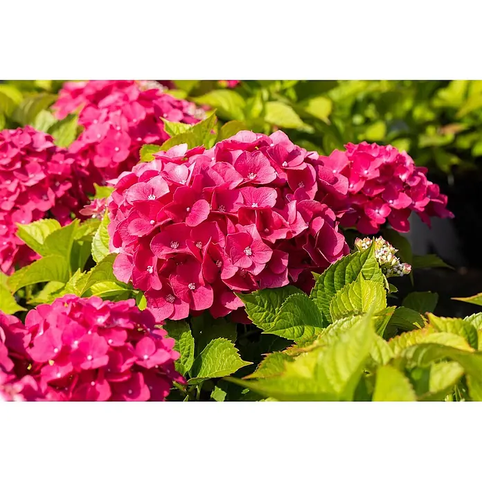 Pflanzen für dich Hortensie 30-40 cm - Hydrangea macrophylla 'Freudenstein', Rosa - Lebendige, tiefrosa Hortensienblüten mit hellgrünen Blättern.