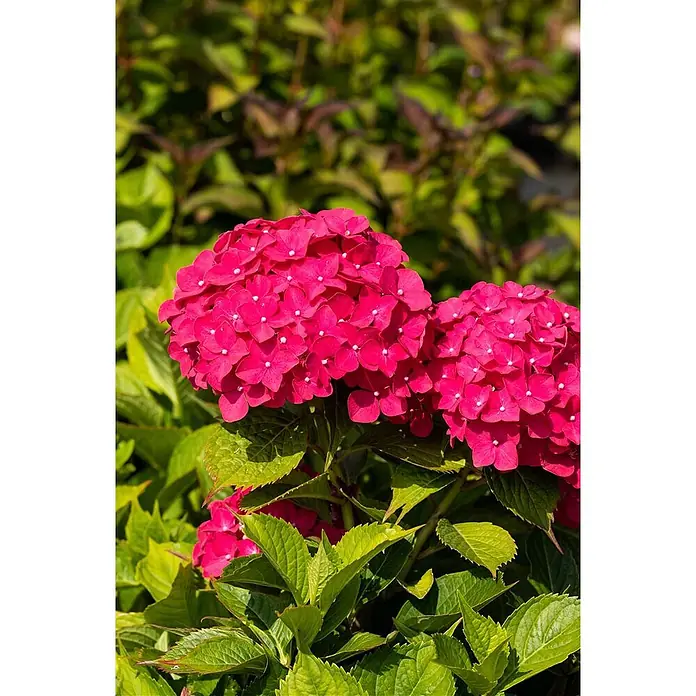 Pflanzen für dich Hortensie 30-40 cm - Hydrangea macrophylla 'Freudenstein', Rosa - Lebendige rosa Hortensienblüten mit üppigen grünen Blättern.