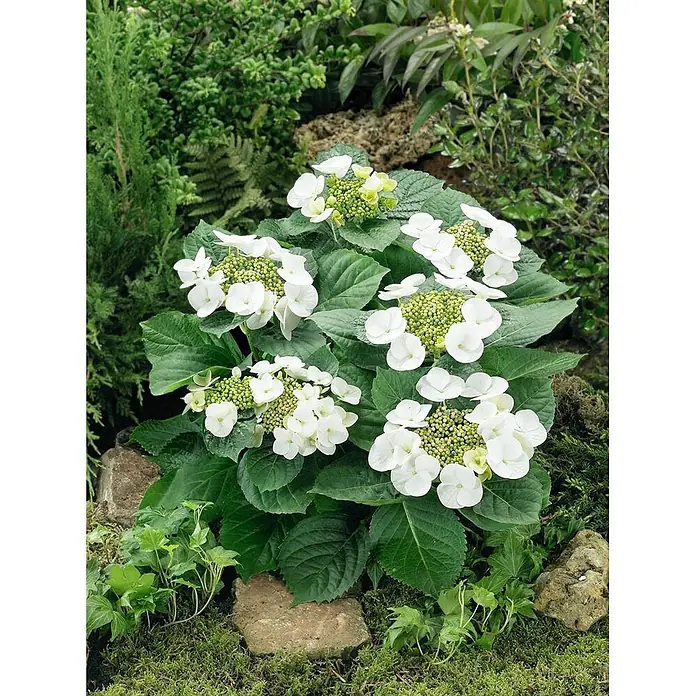 Pflanzen für dich Hortensie 30-40 cm - Hydrangea macrophylla 'Benxi', Rosa - Weiße Hortensienpflanze mit grünen Blättern und entwickelnden Blütenständen, gedeihend in einer üppigen Gartenumgebung.