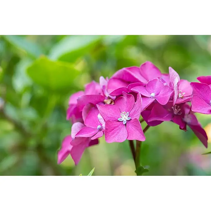 Pflanzen für dich Hortensie 40-60 cm - Hydrangea macrophylla 'Leuchtfeuer', Rot - Nahaufnahme von leuchtend rosa Hortensienblüten mit kleinen weißen Zentren.