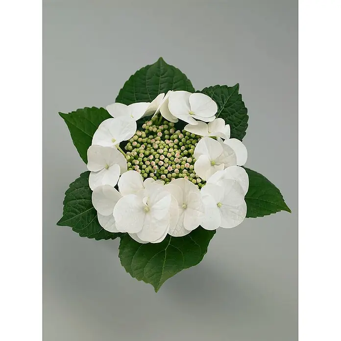 Pflanzen für dich Hortensie 30-40 cm - Hydrangea macrophylla 'Benxi', Rosa - Weiße Hortensie mit grünen Blättern und rosa gesprenkelten Knospen in der Mitte.