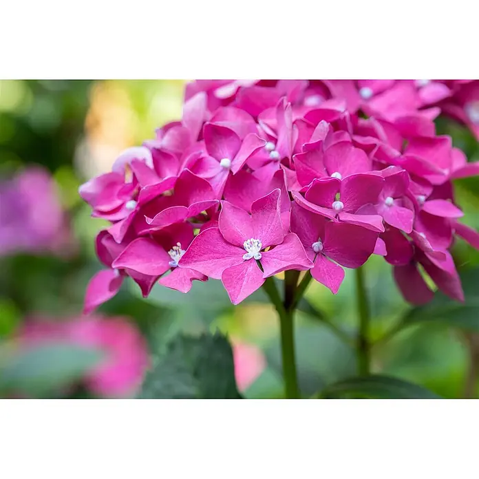 Pflanzen für dich Hortensie 40-60 cm - Hydrangea macrophylla 'Leuchtfeuer', Rot - Nahaufnahme leuchtend pinker Hortensienblüten mit zarten weißen Zentren und unscharfem grünen Laub.