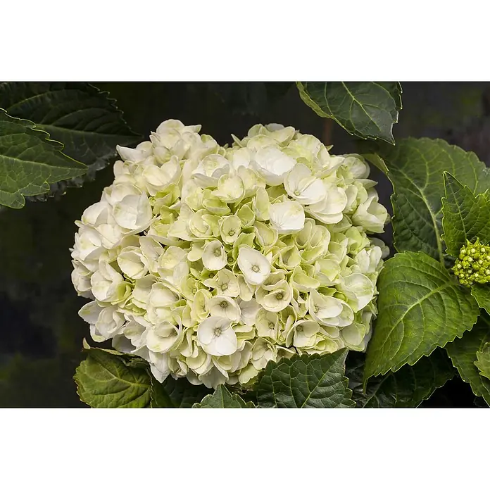 Pflanzen für dich Hortensie 30-40 cm - Hydrangea macrophylla 'Everbloom White Wonder', Weiß - Große, runde Hortensienblüte mit weißen und hellgrünen Blütenblättern, umgeben von dunkelgrünen Blättern.