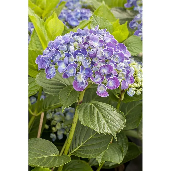 Pflanzen für dich Hortensie 30-40 cm - Hydrangea macrophylla 'Hopcorn', Rosa - Violett-blaue Hortensienblüte mit grünen Blättern.