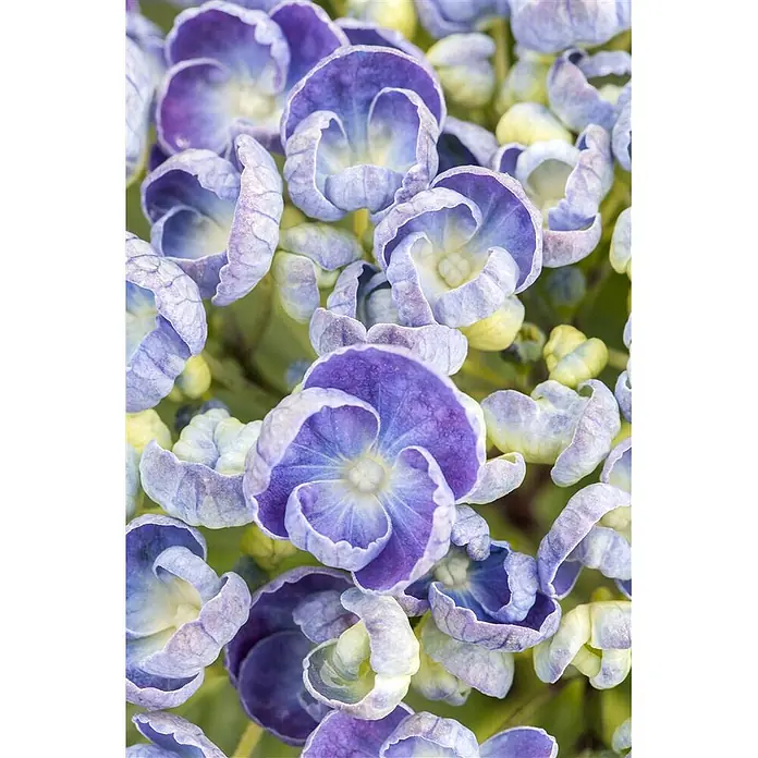 Pflanzen für dich Hortensie 30-40 cm - Hydrangea macrophylla 'Hopcorn', Rosa - Nahaufnahme von leuchtenden violetten und hellblauen Hortensienblüten mit gelb-grünen Zentren.