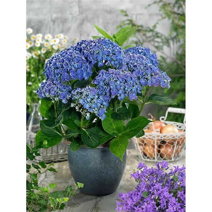 Pflanzen für dich Hortensie 30-40 cm - Hydrangea macrophylla 'Hopcorn', Rosa - Lebendige blaue Hortensie mit grünen Blättern in einem dunkelgrauen Topf, umgeben von anderen Pflanzen.