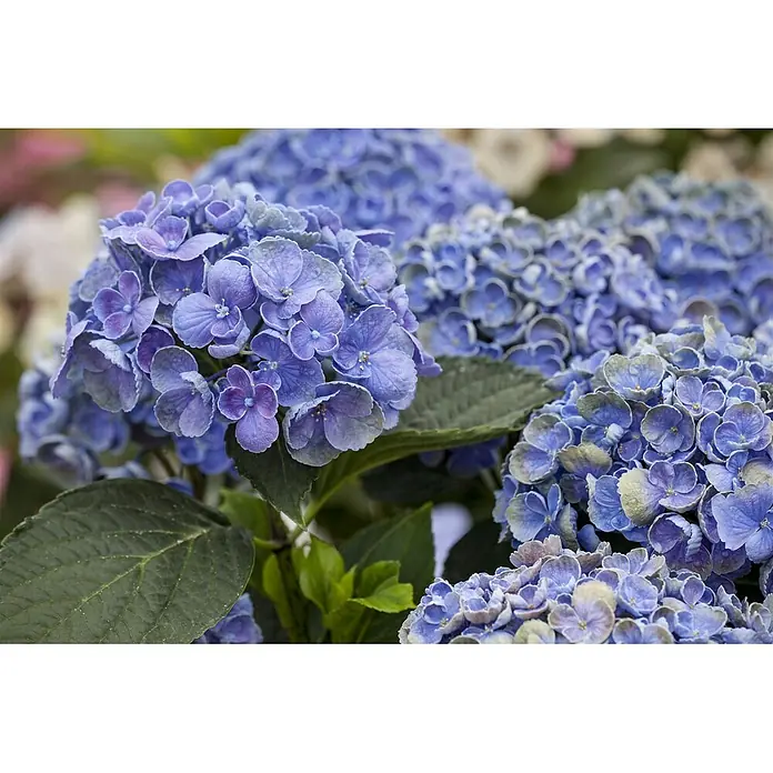 Pflanzen für dich Hortensie 30-40 cm - Hydrangea macrophylla 'Hopcorn', Rosa - Nahaufnahme leuchtend blauer Hortensienblüten mit grünen Blättern, mehrere detailreiche Blütenstände zeigend.