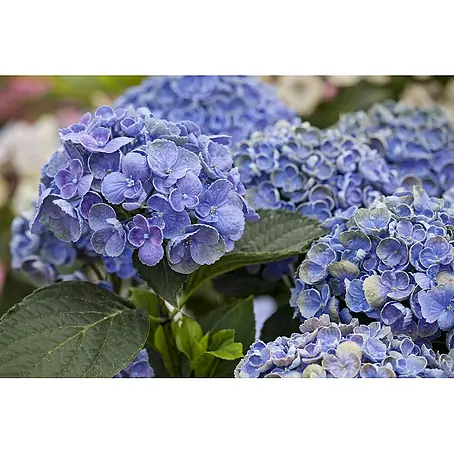 Pflanzen für dich  Hortensie 30-40 cm