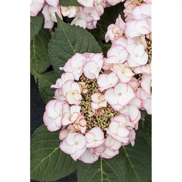Pflanzen für dich Hortensie 30-40 cm - Hydrangea macrophylla 'Charme', Rot - Nahaufnahme von weißen Hortensienblüten mit rosa Rändern, umgeben von grünen Blättern.