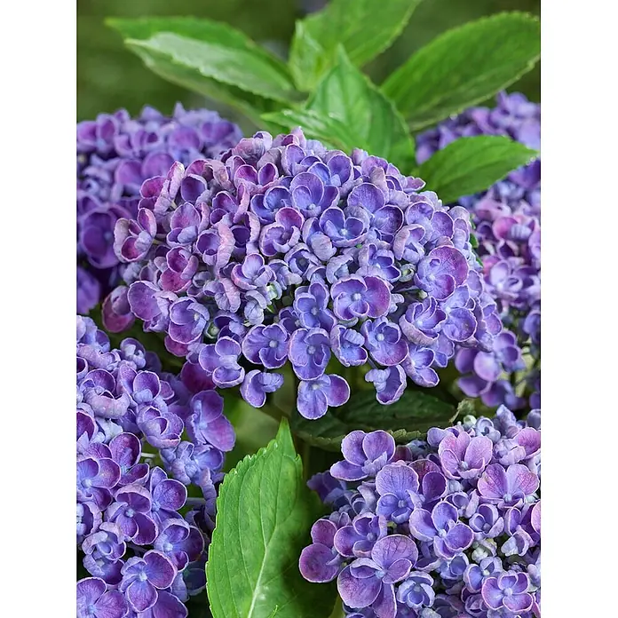 Pflanzen für dich Hortensie 30-40 cm - Hydrangea macrophylla 'Hopcorn', Rosa - Leuchtend violette Hortensienblüten blühen zwischen grünen Blättern.