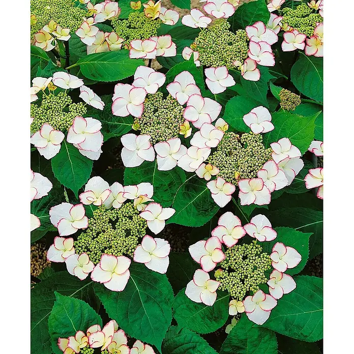 Pflanzen für dich Hortensie 30-40 cm - Hydrangea macrophylla 'Charme', Rot - Tellerhortensien mit weißen Blütenblättern, rosa Rändern und grünen Zentren, inmitten dunkelgrüner Blätter.