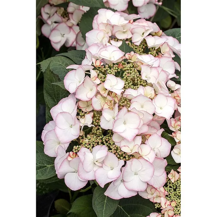 Pflanzen für dich Hortensie 30-40 cm - Hydrangea macrophylla 'Charme', Rot - Nahaufnahme weißer Hortensien mit zarten rosa Rändern und zahlreichen kleinen grünen Blütenknospen.