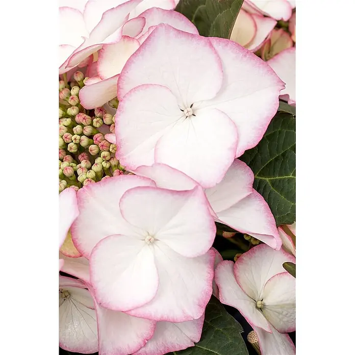 Pflanzen für dich Hortensie 30-40 cm - Hydrangea macrophylla 'Charme', Rot - Nahaufnahme von weißen Blüten mit rosa Rändern, grünen Blättern und rosa-grünen Knospen.