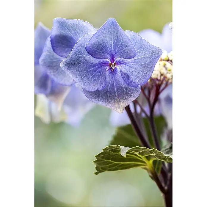 Pflanzen für dich Hortensie 30-40 cm - Hydrangea macrophylla 'Zorro', Blau - Leuchtend blaue Hortensienblüte, ihre Blütenblätter mit sichtbaren Adern um einen kleinen zentralen Stempel detailliert.