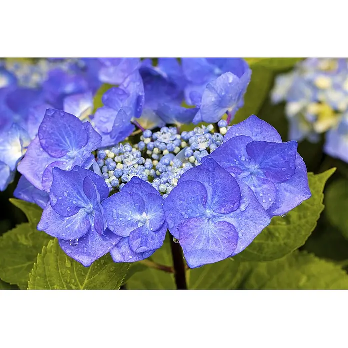 Pflanzen für dich Hortensie 30-40 cm - Hydrangea macrophylla 'Zorro', Blau - Nahaufnahme leuchtend blauer Hortensienblüten mit Wassertropfen und frischen grünen Blättern.