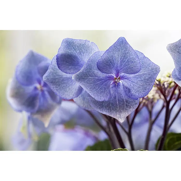 Pflanzen für dich Hortensie 30-40 cm - Hydrangea macrophylla 'Zorro', Blau - Nahaufnahme von tiefblauen Hortensienblüten mit feinen Blütenblattadern.
