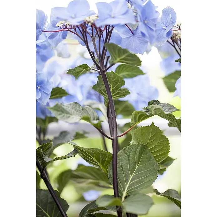 Pflanzen für dich Hortensie 30-40 cm - Hydrangea macrophylla 'Zorro', Blau - Nahaufnahme einer blauen Hortensienpflanze mit dunklen, kräftigen Stielen und leuchtend grünen Blättern.