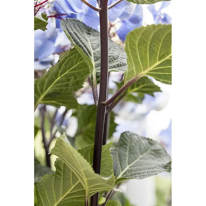 Pflanzen für dich Hortensie 30-40 cm - Hydrangea macrophylla 'Zorro', Blau - Dunkler zylindrischer Pflanzenstützstab zwischen grünen Blättern und blauen Hortensienblüten.