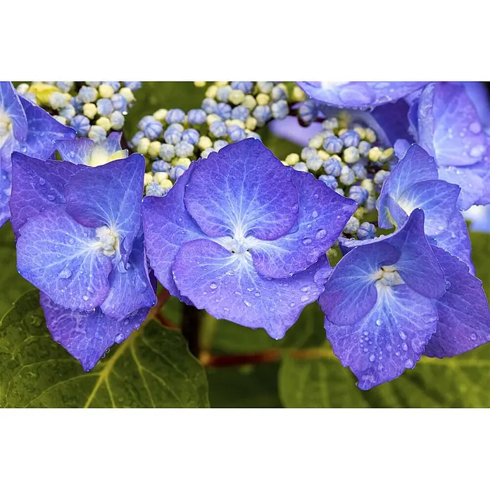 Pflanzen für dich Hortensie 30-40 cm - Hydrangea macrophylla 'Zorro', Blau - Nahaufnahme leuchtend blauer Hortensienblüten mit feinen Wassertropfen.
