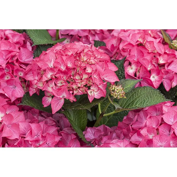 Pflanzen für dich Hortensie 40-60 cm - Hydrangea macrophylla 'Red Angel', Rot - Leuchtend rosa Hortensienblüten mit grünen Blättern.