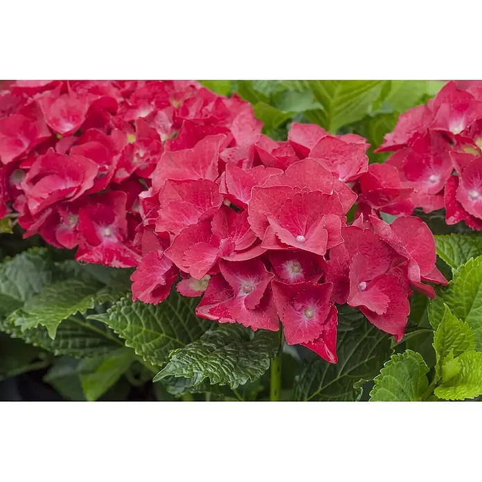 Pflanzen für dich Hortensie 40-60 cm - Hydrangea macrophylla 'Red Angel', Rot - Leuchtend rote Hortensienblüten zwischen üppigen grünen Blättern.