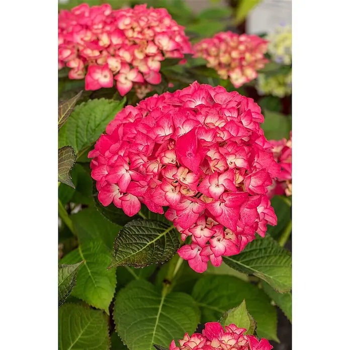 Pflanzen für dich Hortensie 40-60 cm - Hydrangea macrophylla 'Red Angel', Rot - Üppige rosa Hortensienblüten mit cremefarbenen Mitten, umgeben von grünen Blättern.