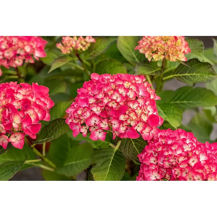 Pflanzen für dich Hortensie 40-60 cm - Hydrangea macrophylla 'Red Angel', Rot - Leuchtend pinke Hortensien mit weißer Mitte, umgeben von grünen Blättern einer Pflanze.