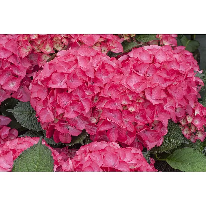 Pflanzen für dich Hortensie 40-60 cm - Hydrangea macrophylla 'Red Angel', Rot - Leuchtend pinkfarbene Hortensien mit dichten Blütenständen und grünen Blättern.