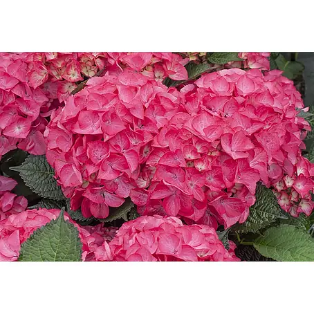 Pflanzen für dich  Hortensie 40-60 cm