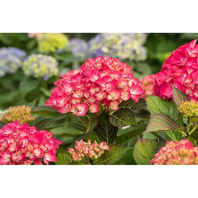 Pflanzen für dich Hortensie 40-60 cm - Hydrangea macrophylla 'Red Angel', Rot - Nahaufnahme von leuchtend rosa und weißen Hortensien in voller Blüte, mit grünem Laub und unscharfen Blumen im Hintergrund.