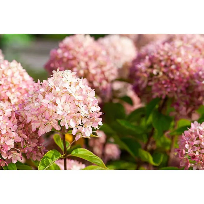 Pflanzen für dich Hortensie 60-80 cm - Hydrangea arborescens 'Candybelle', Rosa - Nahaufnahme mehrerer rosafarbener Rispenhortensienblüten in einem Garten, einige mit tieferem Rosa.