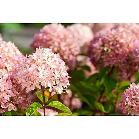 Pflanzen für dich  Hortensie 60-80 cm