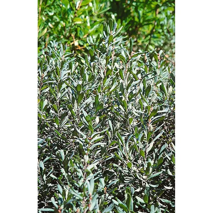 Pflanzen für dich Torfmyrte Gagelstrauch 40-60 cm - Myrica gale, Gelb - Üppiger grüner Strauch mit länglichen Blättern und schlanken Stielen.