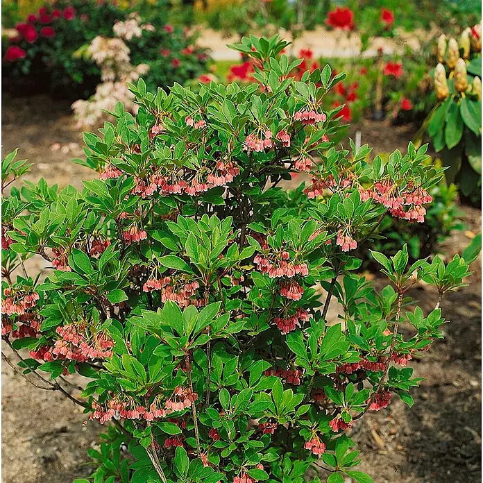 Pflanzen für dich Japanisches Schattenglöckchen 60-80 cm - Enkianthus campanulatus 'Red Bells' - Kompakter grüner Strauch mit zahlreichen kleinen, glockenförmigen rosa Blüten in einem Garten.
