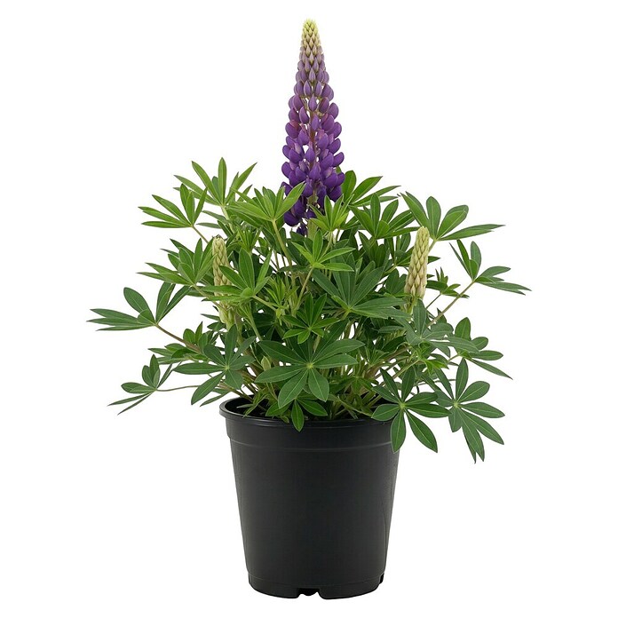 Piardino Lupine (Lupinus) | BAUHAUS
