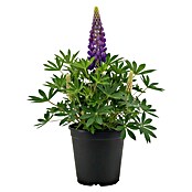 Piardino Lupine (Lupinus) | BAUHAUS
