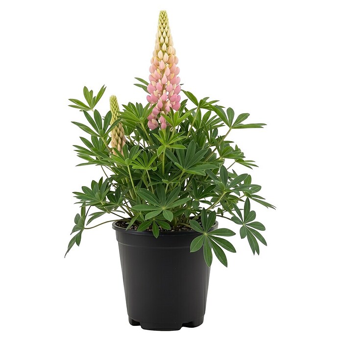 Piardino Lupine (Lupinus) | BAUHAUS